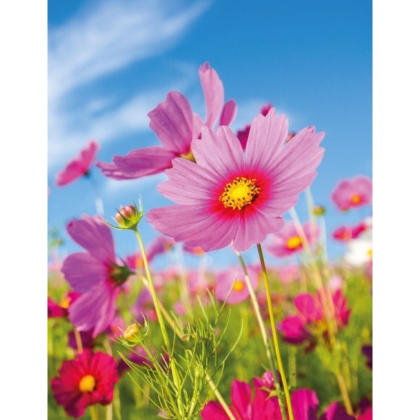 Anteckningsbok, Cosmos Flower