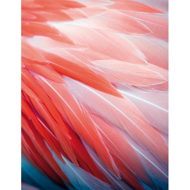 Notesbog, Flamingo Feathers