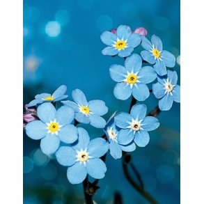 Notesbog, Wildflower