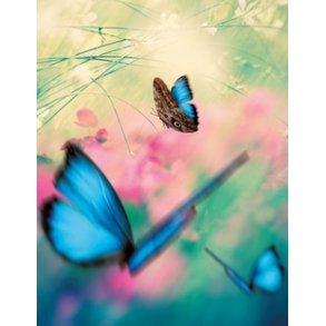 Notesbog, Butterflies